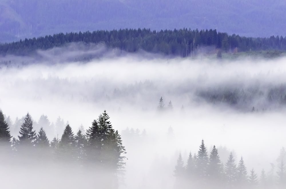 Concept of partial visibility Thick morning fog across wooded valley along U.S. 26 west of Portland, Oregon